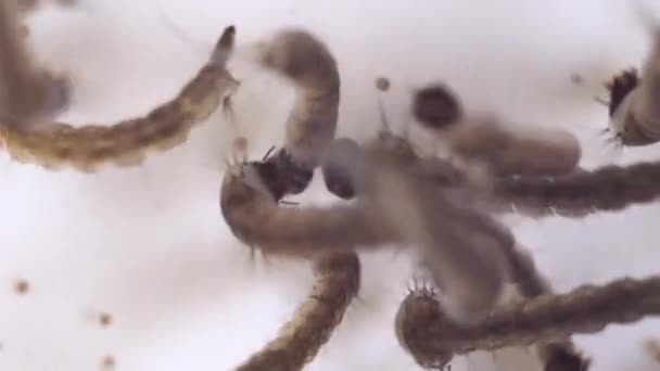 汚れた水で泳ぐ蚊の幼虫の束と蚊になった後 — ストック動画