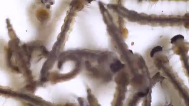 Bunch Mosquito Larvae Swimming Dirty Water Become Mosquitoes — Stock Video
