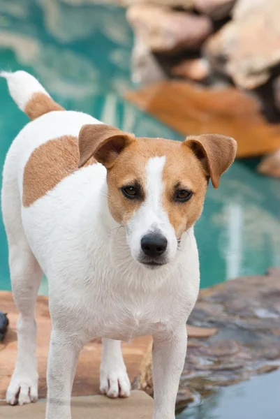 Jack terrier russell ao lado da piscina — Fotografia de Stock