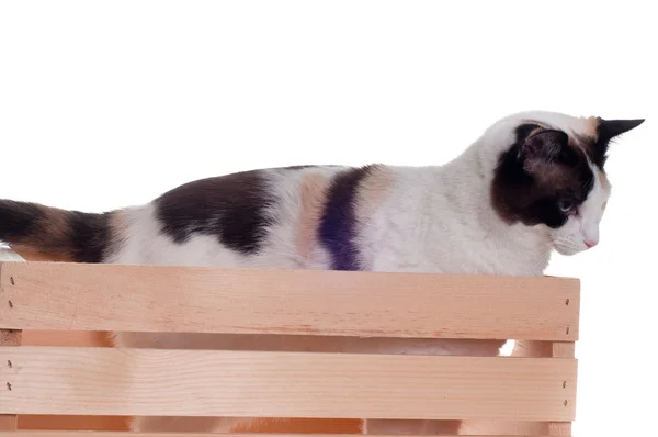 Witte kat verstopt in houten kist — Stockfoto