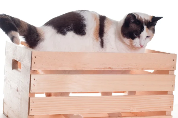 Gato blanco escondiéndose en jaula de madera — Foto de Stock