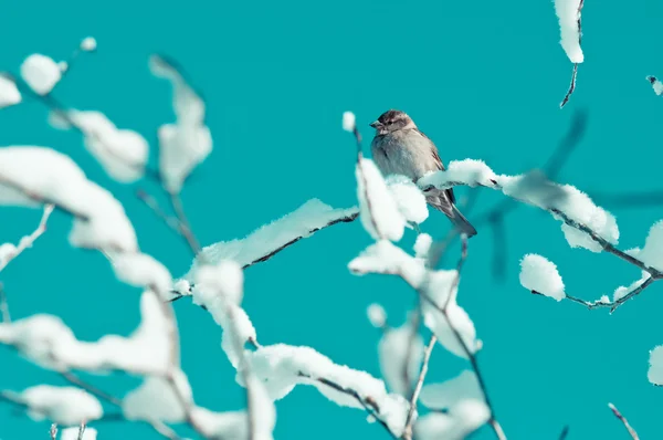 Pájaro en árbol de nieve con cielo acuático —  Fotos de Stock