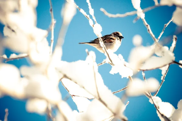 Pták v sněhu strom — Stock fotografie