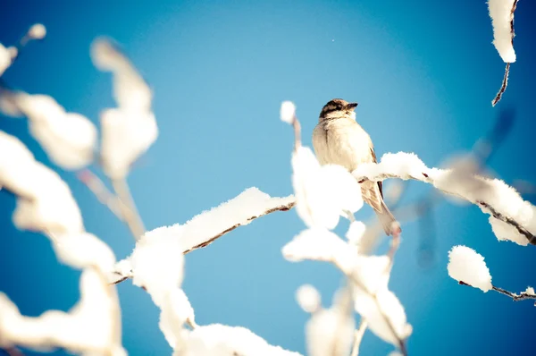 Uccello su un albero coperto di neve — Foto Stock