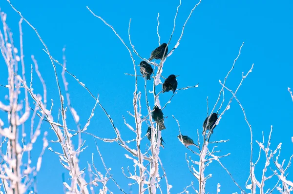 Oiseaux dans un arbre glacé — Photo