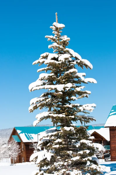 Snow covered pine tree — Stock Photo, Image