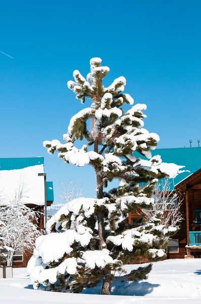 Snow covered pine tree — Stock Photo, Image