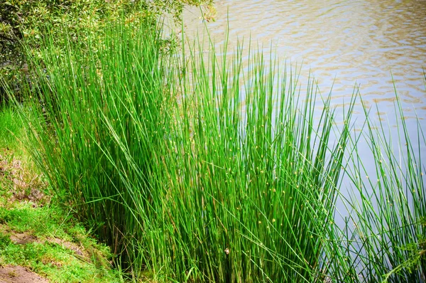 Зеленый пейзаж рядом с прудом — стоковое фото