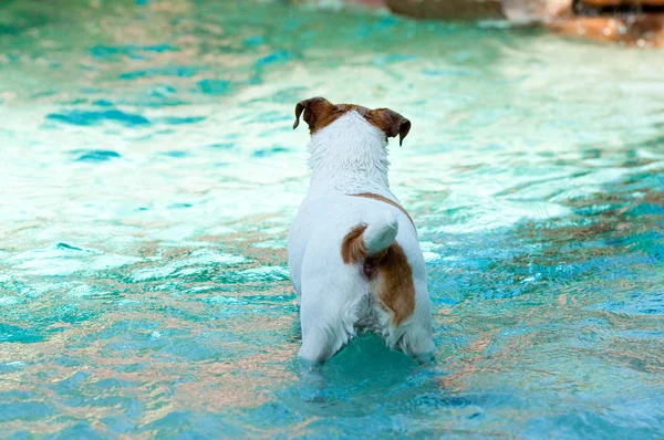 Jack Russell terrier natação — Fotografia de Stock