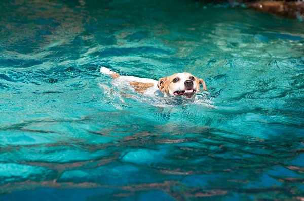 Jack russell teriér plavání — Stock fotografie