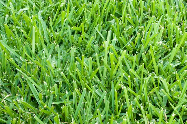 St augustine grass kulisse — Stockfoto