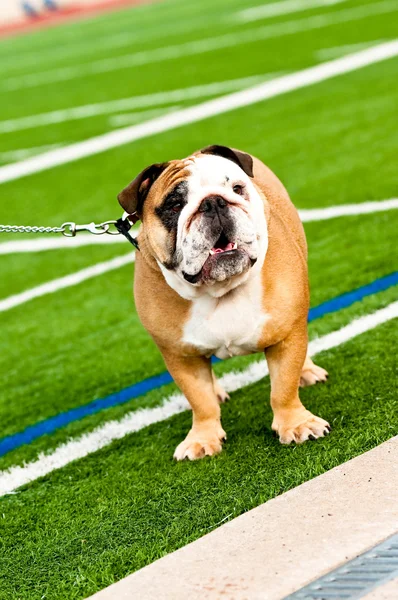 Bulldog on football field — Stock Photo, Image