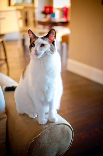 Beautiful white cat on sofa — Stock Photo, Image
