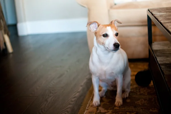 Branco jack russell terrier cão — Fotografia de Stock
