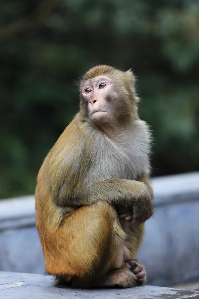 원숭이의 모습 — 스톡 사진