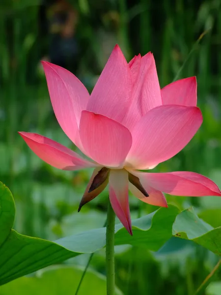 Roze lotus — Stockfoto