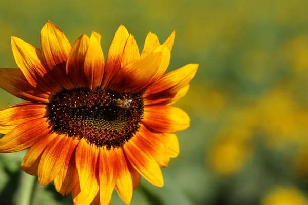 Bee in the sunflower — Stock Photo, Image
