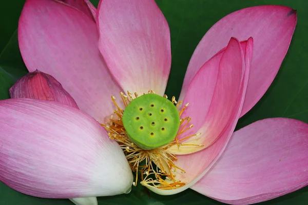 花 — ストック写真