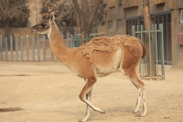 Alpacas. — Fotografia de Stock