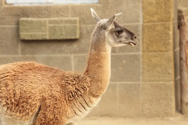 Alpacas — Foto de Stock