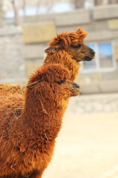 Alpacas. — Fotografia de Stock