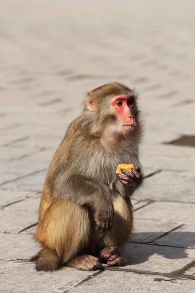 Portrait of monkey — Stock Photo, Image