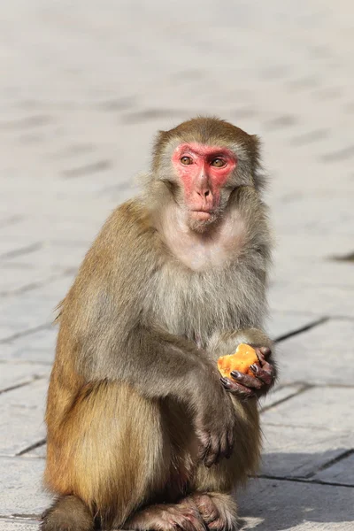Portrait of monkey — Stock Photo, Image