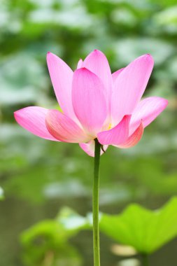 pembe nilüfer çiçeği