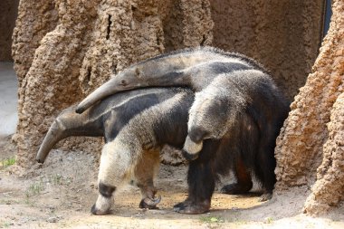 miereneters paringçiftleşme anteaters