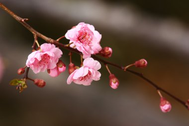 güzel çiçeği şeftali çiçekleri