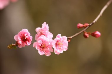 güzel çiçeği şeftali çiçekleri