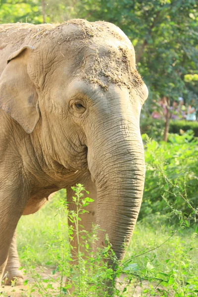 Elefantti — kuvapankkivalokuva