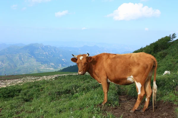 A brown cow — Stock Photo, Image