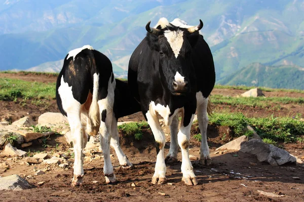 Vaca blanca y negra — Foto de Stock