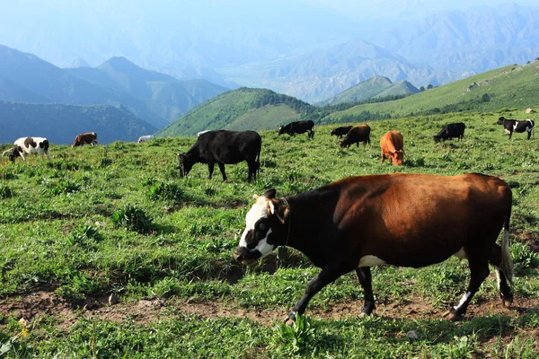 棕色和黑色母牛 — 图库照片