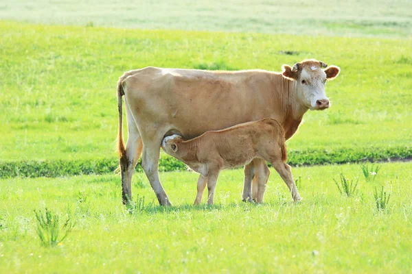 Cow mother and a baby — Stock Photo, Image