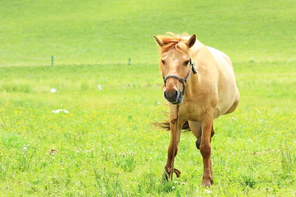 Cavalo — Fotografia de Stock