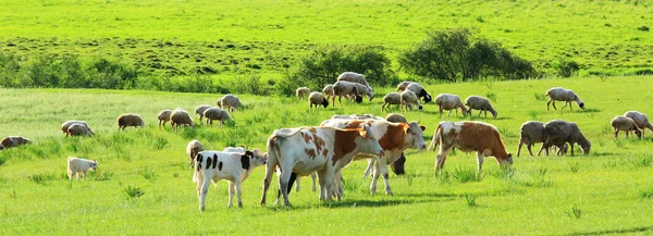 Landscape of grassland with cows — Stock Photo, Image