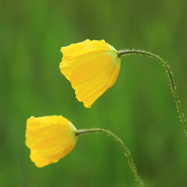 Två isolerade gula blommor — Stockfoto