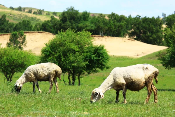 草原羊 — 图库照片