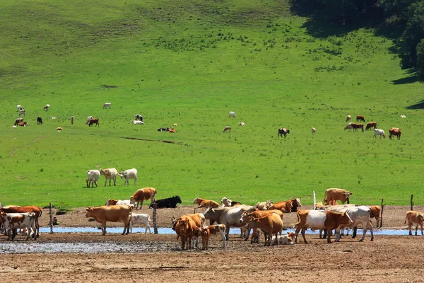 Landscape of grassland — Stock Photo, Image