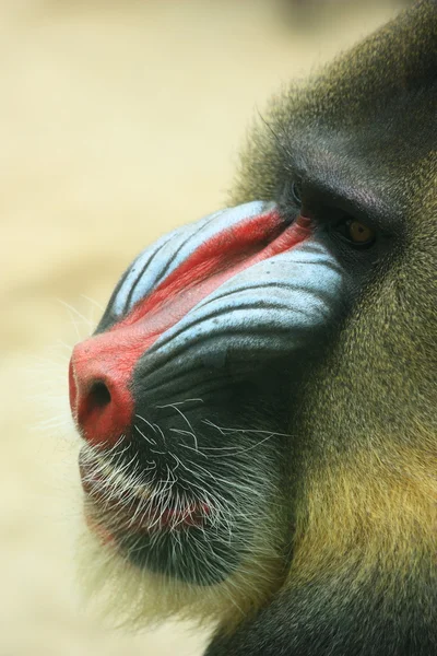 Africa mandrill — Stock Photo, Image