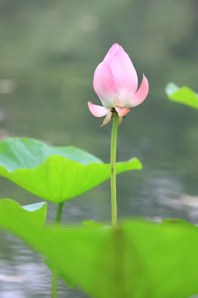 Lotus — Stockfoto