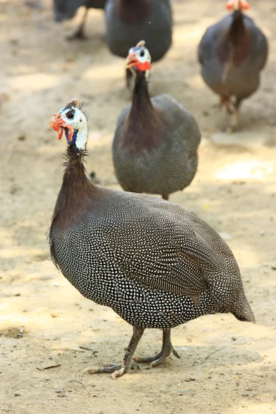 Keet animale raro — Foto Stock