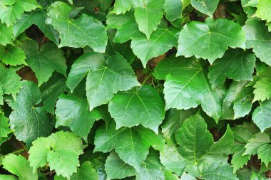 arka plan arka yeşil yapraklar