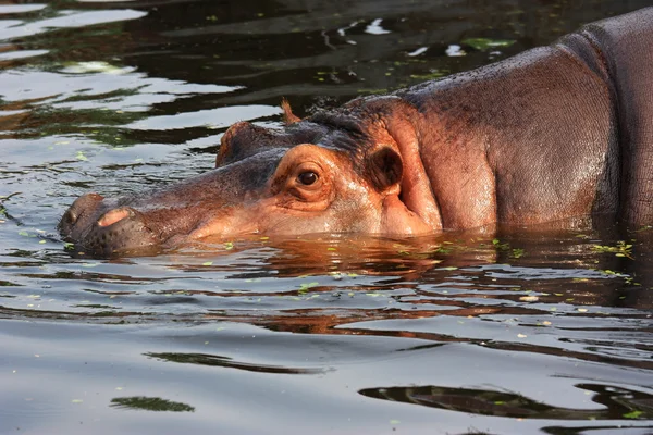 Nilpferd — Stockfoto