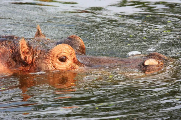 A hippopotamus — Stock Photo, Image