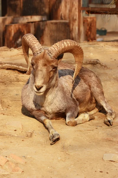 Goat with big horns — Stock Photo, Image