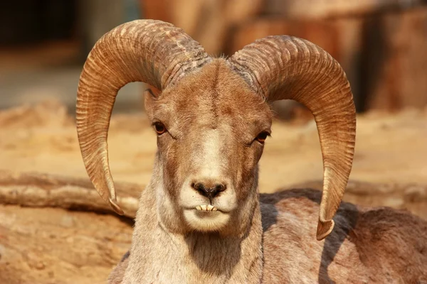 Goat with big horns — Stock Photo, Image