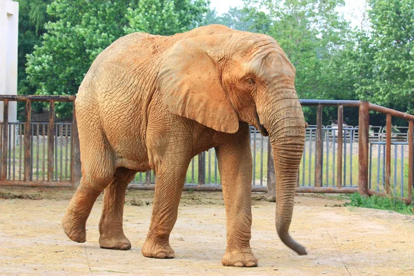 Un elefante maschio — Foto Stock